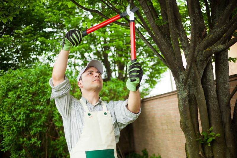Local River Birch Pruning pros at work