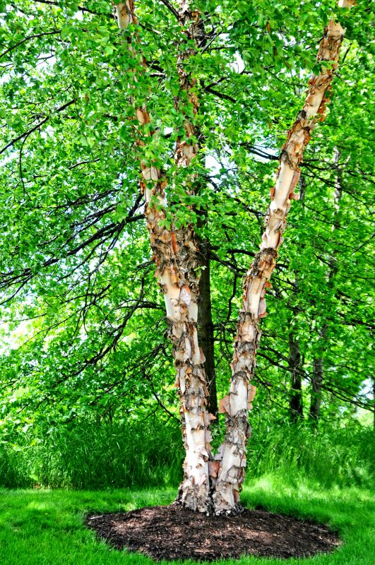 River Birch Pruning