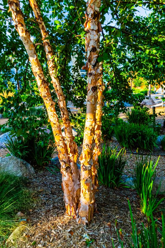 River Birch Pruning