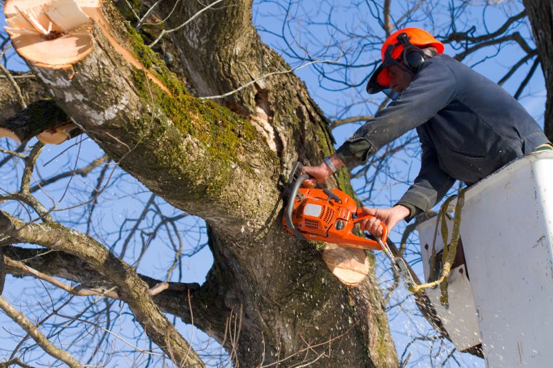 Safety in Tree Trimming