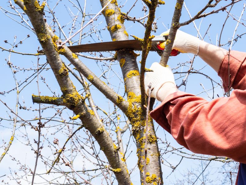 Pruning in early spring