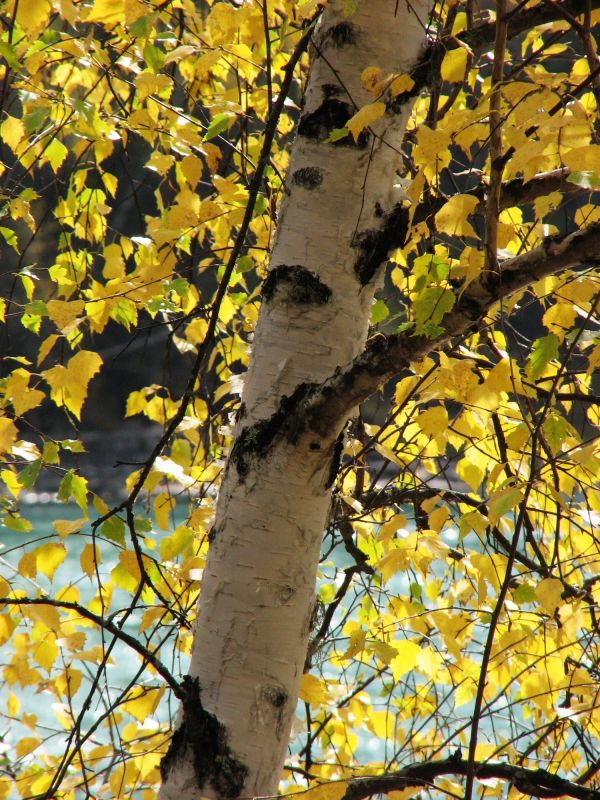 Storm-Proof Your Birch